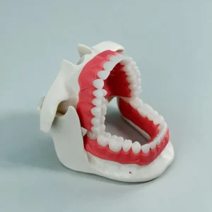 Dental Model Set