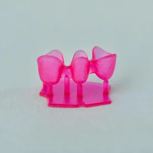 Lower Gingiva