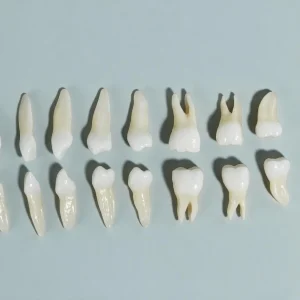 Lower Teeth