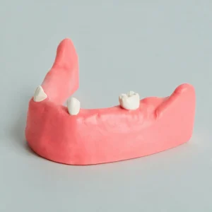 Mandibula (lower jaw) dental model