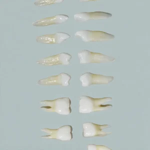 Upper Teeth