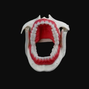 Dental Model Set