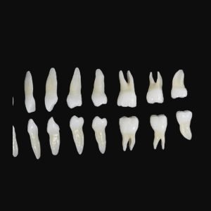 Lower Teeth