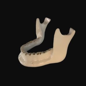 Mandibula