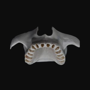 Maxilla